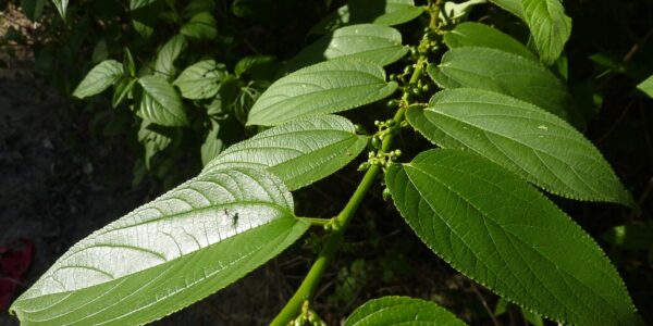 Canabidiol é identificado na planta Trema Micrantha Blume no Brasil